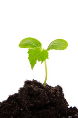 A sprout sprouted from the ground on a white background.
