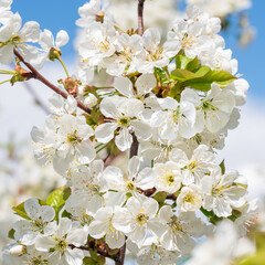 Flowers of the cherry blossoms on a spring day