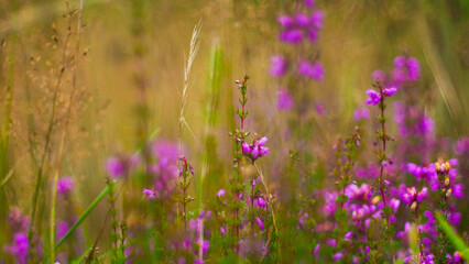 Champ de bruyères sauvages, dans la forêt des Landes de Gascogne.  Elles ressemblent à des lavandes