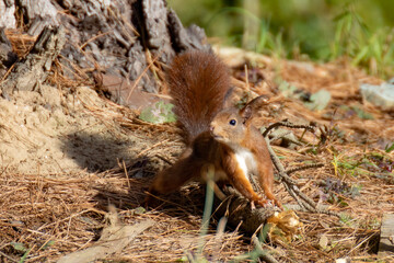 Écureuil roux (Sciurus vulgaris)