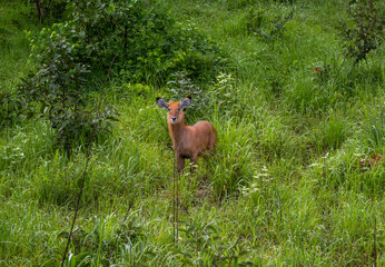 Kob in Mole National Park, Ghana
