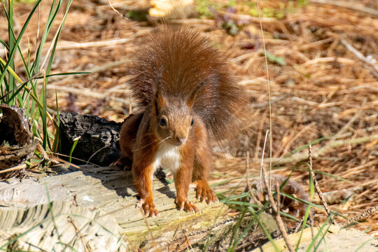 Écureuil roux (Sciurus vulgaris)