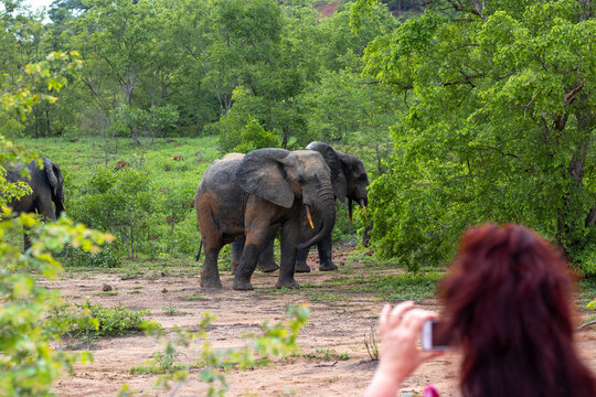 Elephants in Mole National Park, Ghana