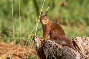 &Eacute;cureuil roux (Sciurus vulgaris)