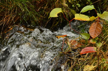 Close-up of a wild forest stream flowing through grass with dew drops and colorful leaves. Rainy autumn.