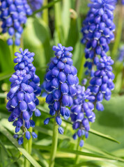 Traubenhyazinthen blüht im Frühling 
