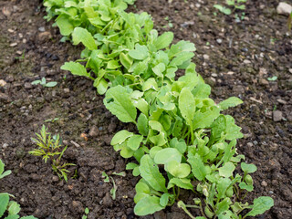 gepflanzte Radieschen Reihe im Garten