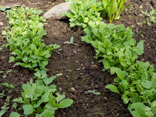 Radieschen im Frühling in einem Beet