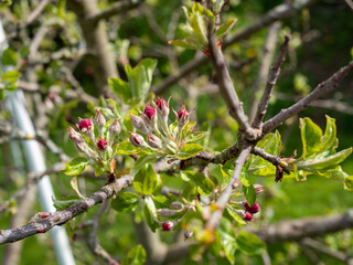 Blüten eines Obstbaumes im Frühling