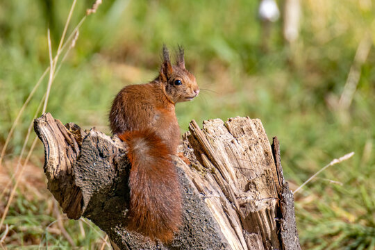 Écureuil roux (Sciurus vulgaris)