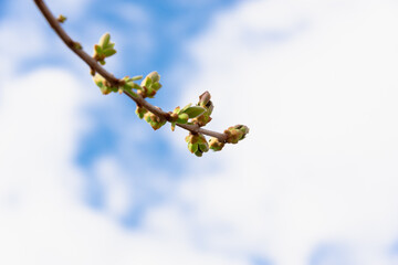 A branch with young leaves against a blue sky with clouds (copy space). Spring.