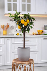 Potted lemon tree with ripe fruits on small table in kitchen