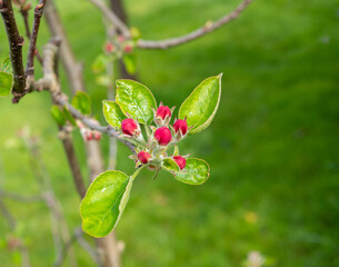 Apfelbaum blüht im Garten im Frühling