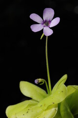Carnivorous but also herbivorous plant pinguicula trapped small insects on its sticky leaves
