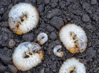 Excavated larvae grubs of the garden chafer beetle, The larva of a chafer beetle, June bug, June...