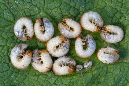 Larven des Gartenlaubk&auml;fers Phyllopertha horticola in verschiedenen Entwicklungsstadien, ausgegrabene Larven des Junik&auml;fers in verschiedenen gr&ouml;&szlig;en, kleine und gro&szlig;e Larven des Gartenlaubk&auml;fers