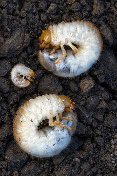 Sch&auml;dling Gartenlaubk&auml;fer, Engerlinge des Gartenlaubk&auml;fer (Phyllopertha horticola) ausgegraben, Engerlinge des Rasensch&auml;dlings Phyllopertha horticola