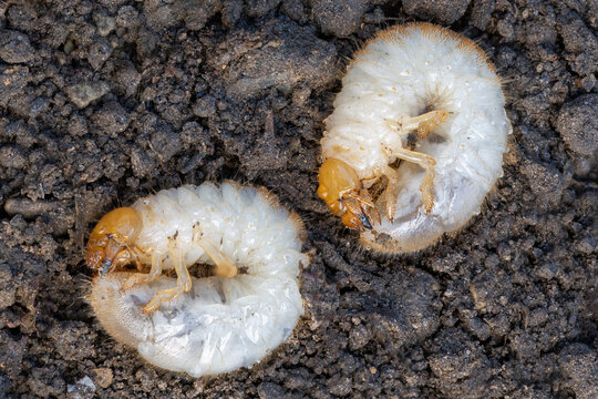 larva of a Garden chafer beetle Phyllopertha horticola, The larva of a chafer beetle, June bug, June Beetle, Garden leaf beetle larvae, Larvae of the garden leaf beetle, Larvae of the garden chafer	