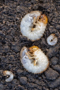 larva of a Garden chafer beetle Phyllopertha horticola, The larva of a chafer beetle, June bug, June Beetle, Garden leaf beetle larvae, Larvae of the garden leaf beetle, Larvae of the garden chafer	