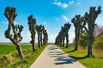 Fototapeta na wymiar Cul-de-sac with pollarded trees along it in the north of the agricultural province of Groningen, the Netherlands
