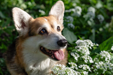 portrait of a white-brown Pembroke corgi dog