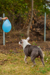 pit bull terrier dog playing with a blue balloon