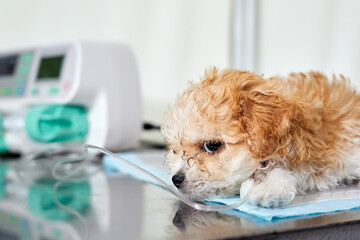 An illness maltipoo puppy lies on a table in a veterinary clinic with a catheter in its paw, through which medicine is delivered using Infusion pump. Close-up, selective focus
