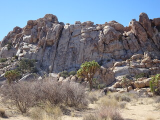 Joshua Tree National Park, California, Usa