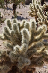 Joshua Tree National Park, California, Usa