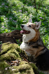 portrait of a white-brown Pembroke corgi dog