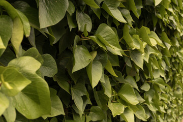 Fototapeta premium close detail of a hedge of a house
