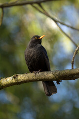 Fototapeta premium blackbird sits on a tree