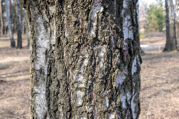 Birch trunk in the forest.Natural background. Birch birch bark.