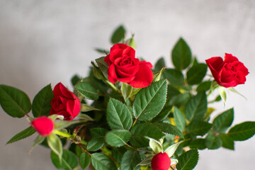 Small rose bush with red flowers. Copy space background. 