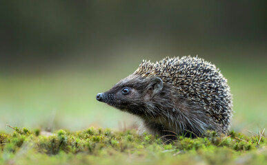 Cute hedgehog in the grass