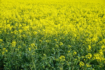 Rapsfeld bei Sonne im Frühling 