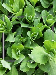 Sedum prominent. Sedum spectabile. Echeveria. Beautiful green leaves background with white frame. Nature backdrop. 