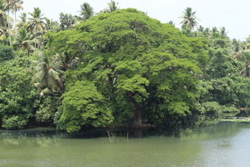 Obraz premium lake in the forest