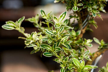 Close-up of a small tree potted plant in the garden