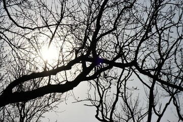 Baumkrone vor Himmel und Sonne im Frühling 