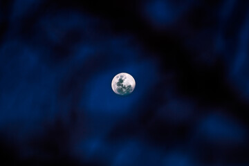 Full Moon Through Trees