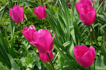 Pinke Tulpen im Garten im Frühling 