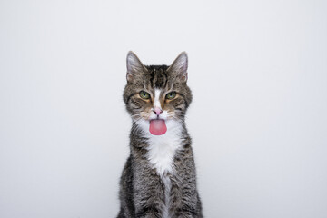 naughty old cat sticking out tongue on white background with copy space