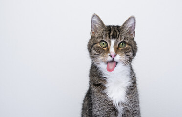 portrait of naughty cat sticking out tongue making funny face on white background