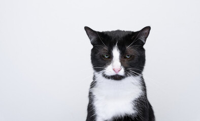 tuxedo cat looking down sad or unhappy on white background