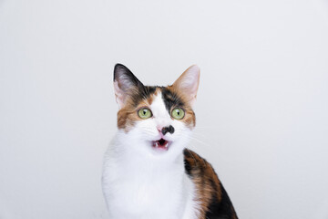 cute cat looking surprised with mouth open on white background