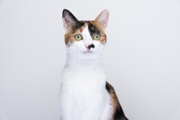 portrait of happy calico cat smiling on white background