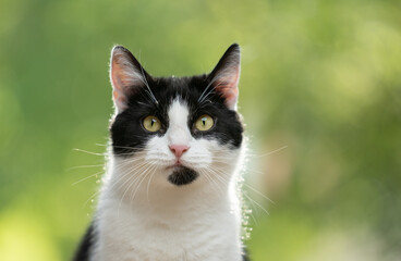 tuxedo cat portrait with greenery bokeh in the background