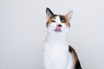 Portrait of hungry cat licking lips on white background with copy space