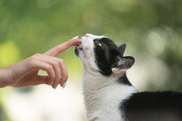 cat licking treats off finger of human hand